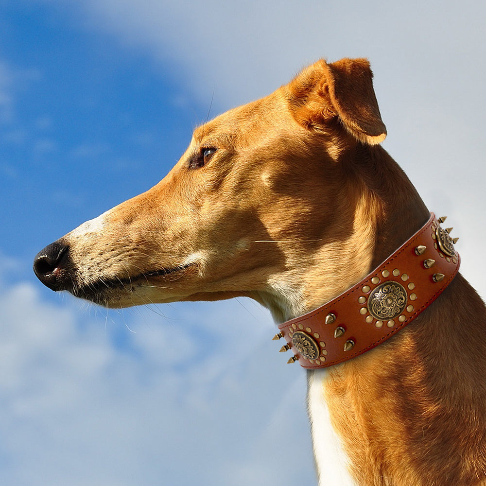 Luxury Leather Stud Dog Collar – Heavy Duty Anti-Bite Collar for Large Dogs | Spiked Designer Pet Collar
