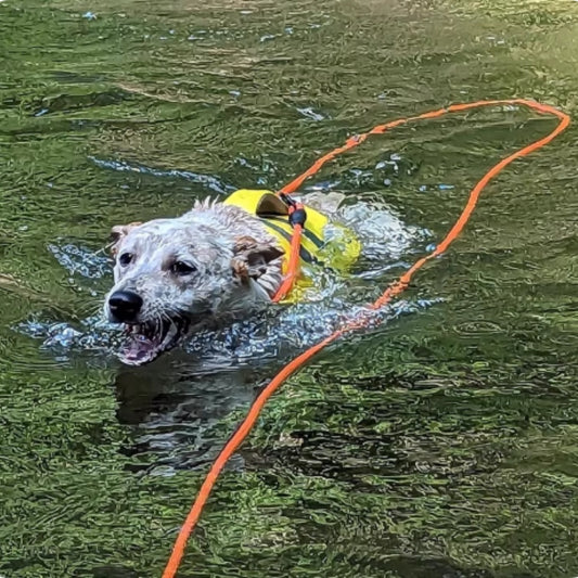 Floating Dog Leash for Swimming & Water Training