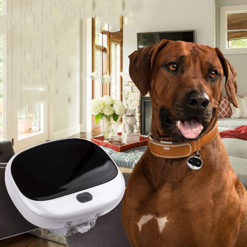 brown dog wearing GPS dog tracker collar with smart pet tracking device indoors