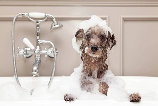 pet hygiene & cleaning 