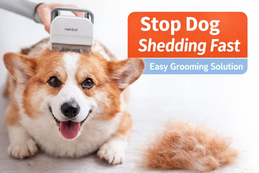 dog grooming brush reducing shedding