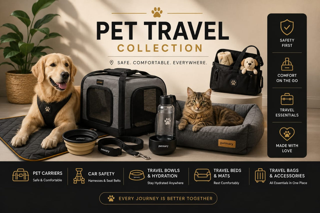 How to Travel with a Dog Safely | Complete Pet Travel Guide