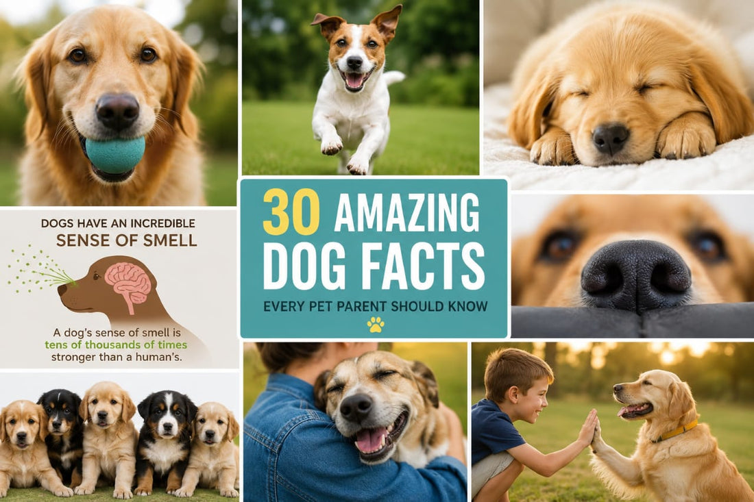 30 Amazing Dog Facts Every Pet Parent Should Know