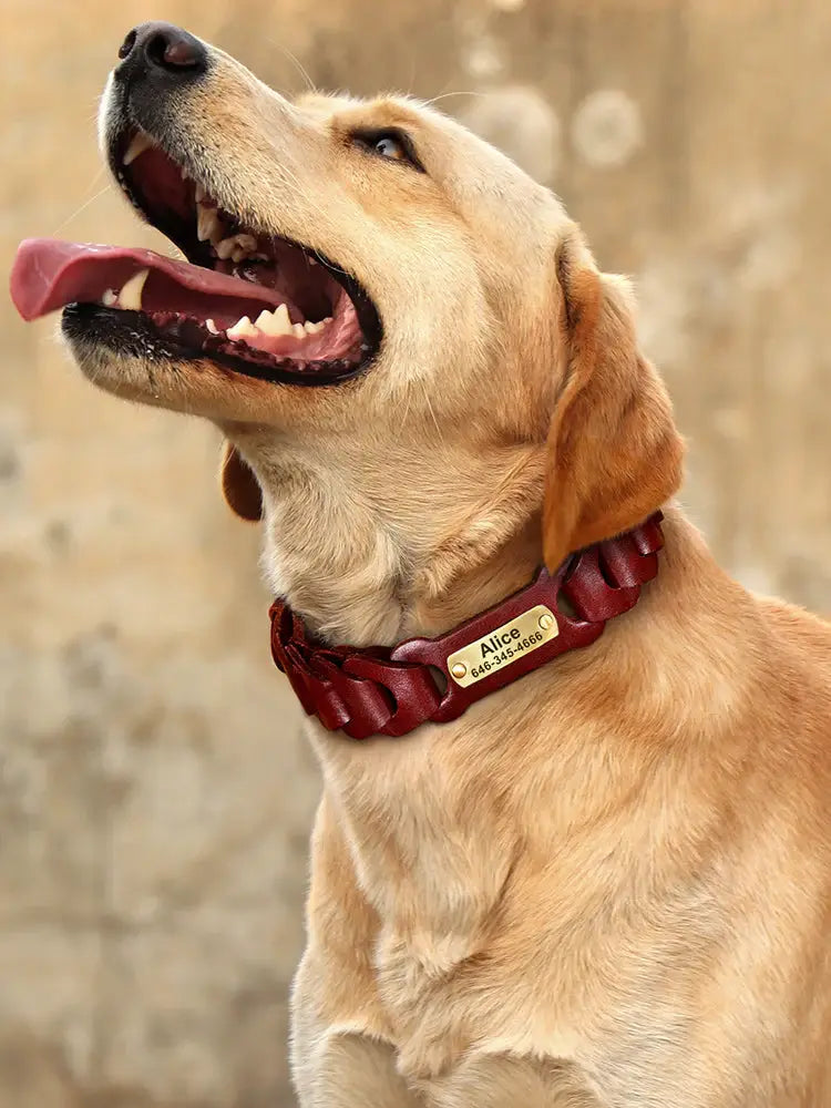 Collars, Harnesses & Leashes