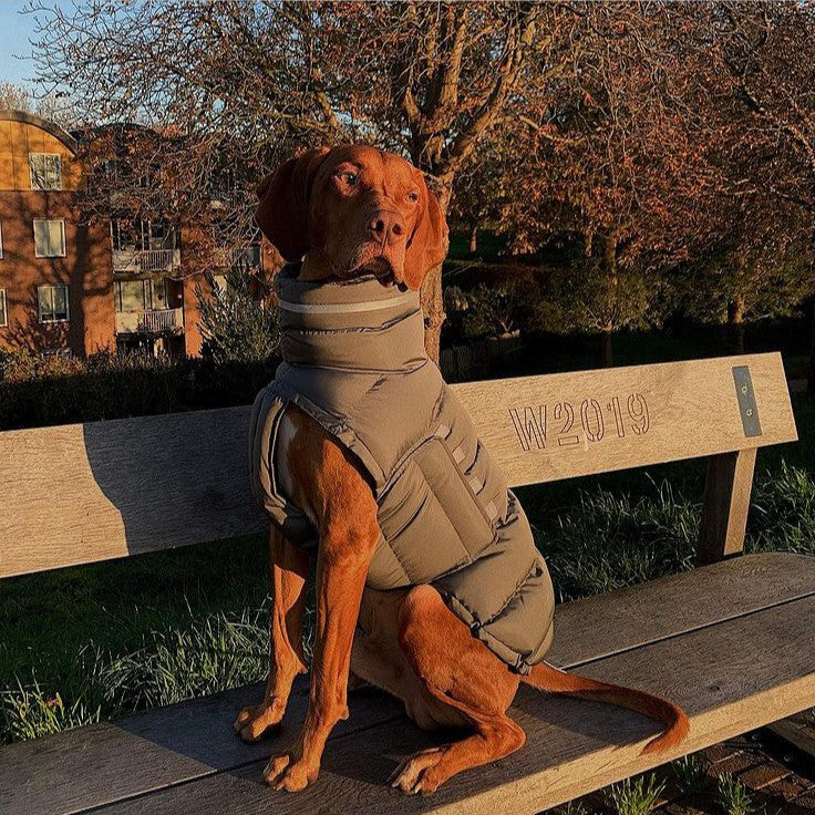 Warm Winter Dog Jacket | Thick Thermal Vest for Small & Medium Dogs