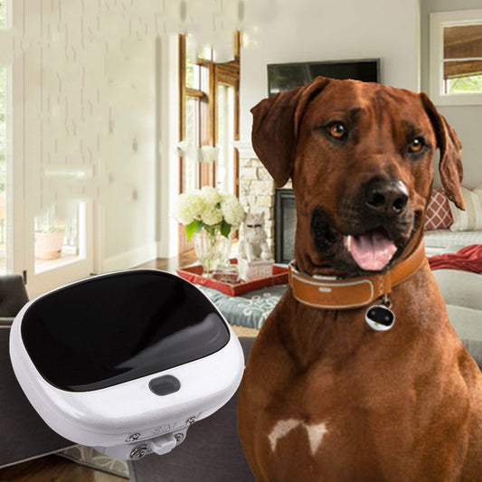 dog wearing gps pet tracker collar with real time tracking device waterproof smart pet locator