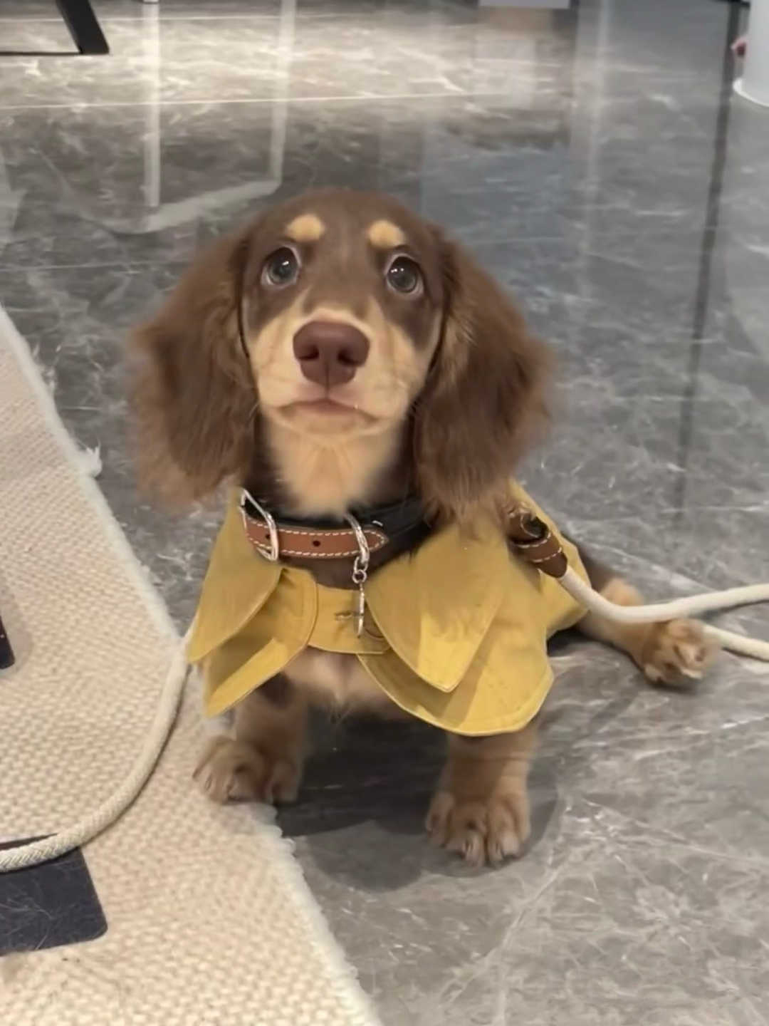 Small Dog British Style Shawl Windbreaker Pet Dog