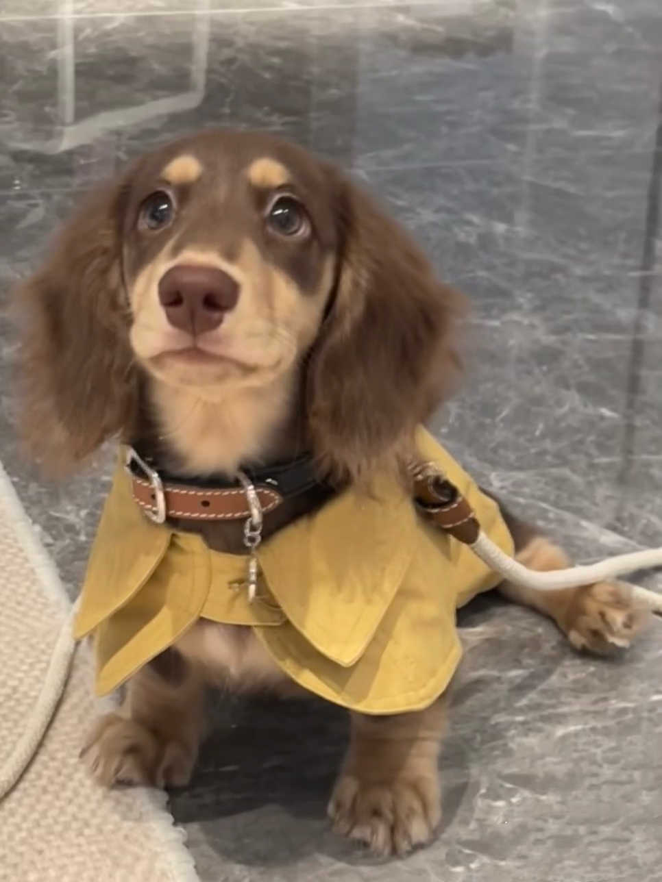 Small Dog British Style Shawl Windbreaker Pet Dog