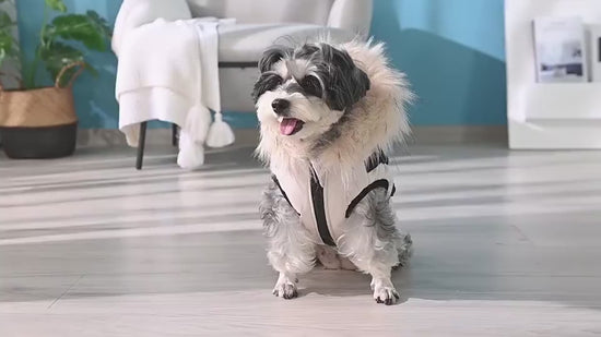 The New Teddy Bichon Pet Cotton Coat Autumn And Wi