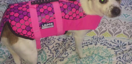 Dog shark life vest